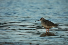 Dsc_0078 bgh (9)